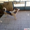 SAHİBİNDEN SATILIK HUSKY