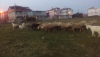 Sahibinden satlk koyunlar