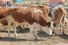 Sahibinden satlk ultra lks inekler ihtiya nedeniyle sat