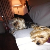 Sahibinden Ve Anne Altndan Yorkshire Terrier Yavrular