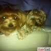 Sahibinden Ve Anne Altndan Yorkshire Terrier Yavrular