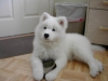 Samoyed puppies for sale