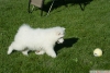 Samoyed puppies for sale