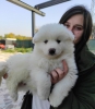 Samoyed yavru bursa kpek okulu