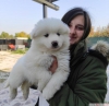 Samoyed yavru bursa kpek okulu