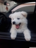 Samoyed yavrularmz