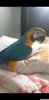 Sar lacivert konuan macaw