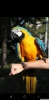 Sar lacivert konuan macaw