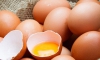 Sarıkaya organik yumurta