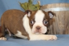 artc boston terrier puppies kullanlabilir