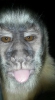 artc capuchin maymun