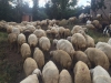 Satlk 100 adet 1 yanda kangal koyun