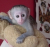 Satlk 3 aylk capuchin maymunu