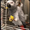 Satlk afrika gri papaanlar ve sun conures