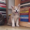 Satılık akitat inu yavrularım