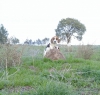 Satlk beagle yavru kpekler