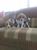 Satlk beagle yavrular