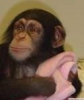 Satlk bebek evcil empanze maymunlar