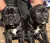 Satlk cane corso yavrular