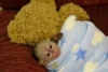 Satlk capuchin maymun whatsa