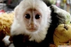 Satlk capuchin maymunlar.