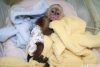 Satlk capuchin maymunlar