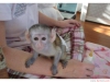 Satlk capuchin monkey