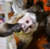 Satlk capuchin monkeys