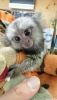 Satlk capuchin ve marmoset maymunlar