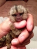 Satlk capuchin ve marmoset maymunlar