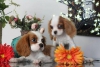 Satlk cavalier king charles yavrular