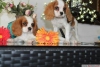 Satlk cavalier king charles yavrular