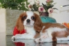 Satlk cavalier king charles yavrular