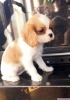 Satlk cavalier king charles yavrular