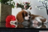 Satlk cavalier king charles yavrular