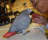 Satlk charming african gray parrots