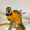 Satılık conure blaenau gwent