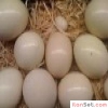 Satlk devekuu civciv ve yumurta