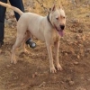 Satlk dogo argentino