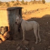 Satlk dogo argentino