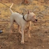 Satlk dogo argentino