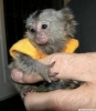 Satılık el yükseltilmiş pigme marmoset maymun