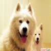 Satlk ERKEK SAMOYED