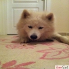 Satlk ERKEK SAMOYED