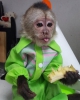 Satlk ev eitimli evcil bebek yz capuchin maymunlar