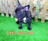 Satlk french bulldog yavrular