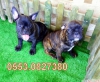 Satlk french bulldog yavrular