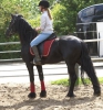 Satlk friesian gelding