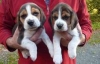 Satlk gzel beagle yavrular