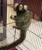 Satlk gzel marmoset maymunlar;;;;;;;;;;;;;;;;;;;;;;;;;;